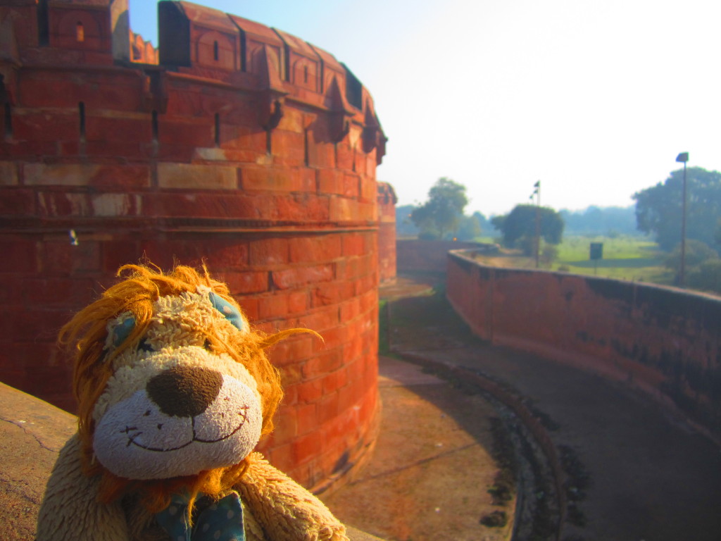 Lewis the Lion checks for crocodiles in the Agra Fort's moat!
