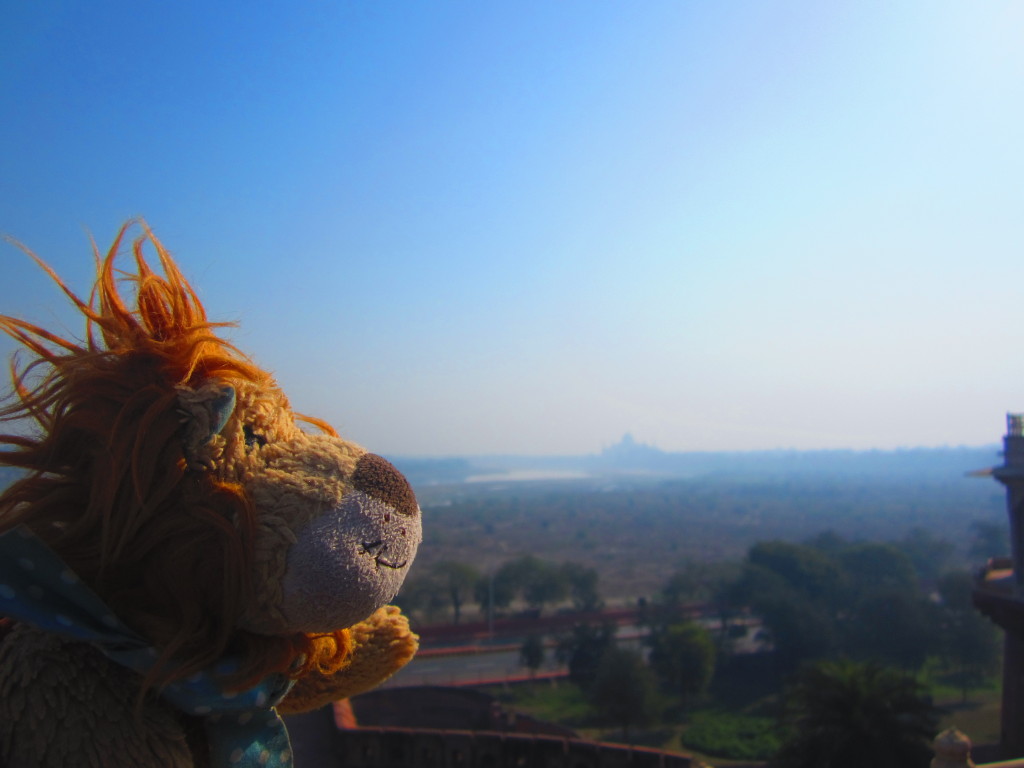 Lewis the Lion sees the Taj Mahal for the very first time