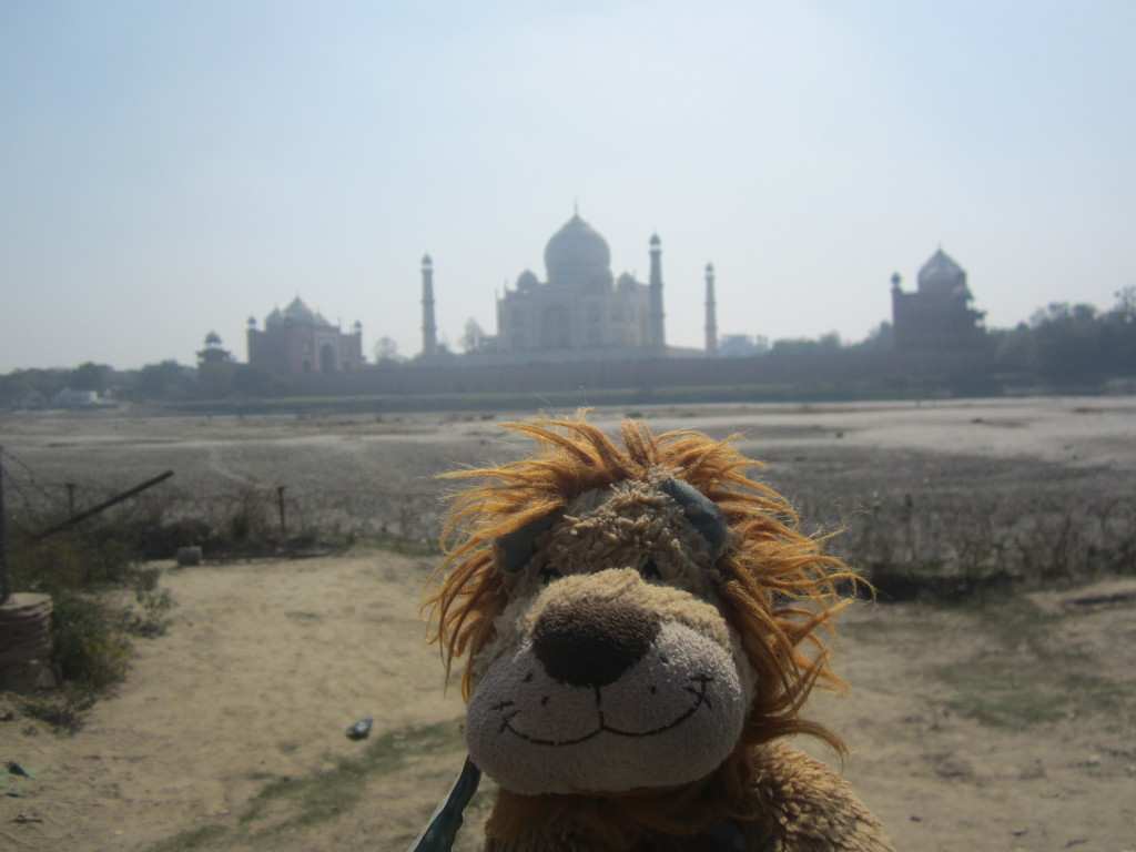 Lewis the Lion sees the Taj Mahal across the Yamuna River