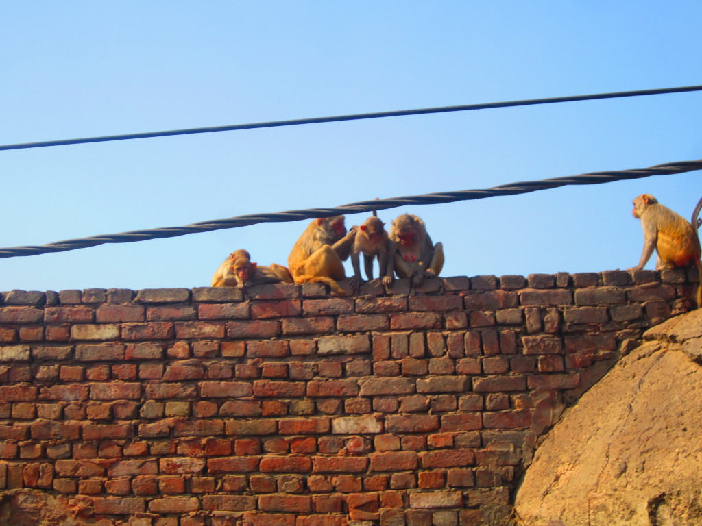 Monkeys run along the rooftops