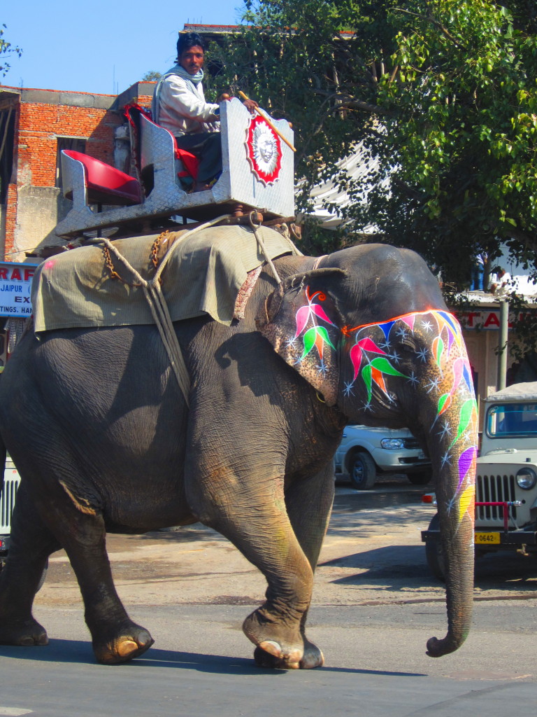 An elephant on the streets of Jaipur