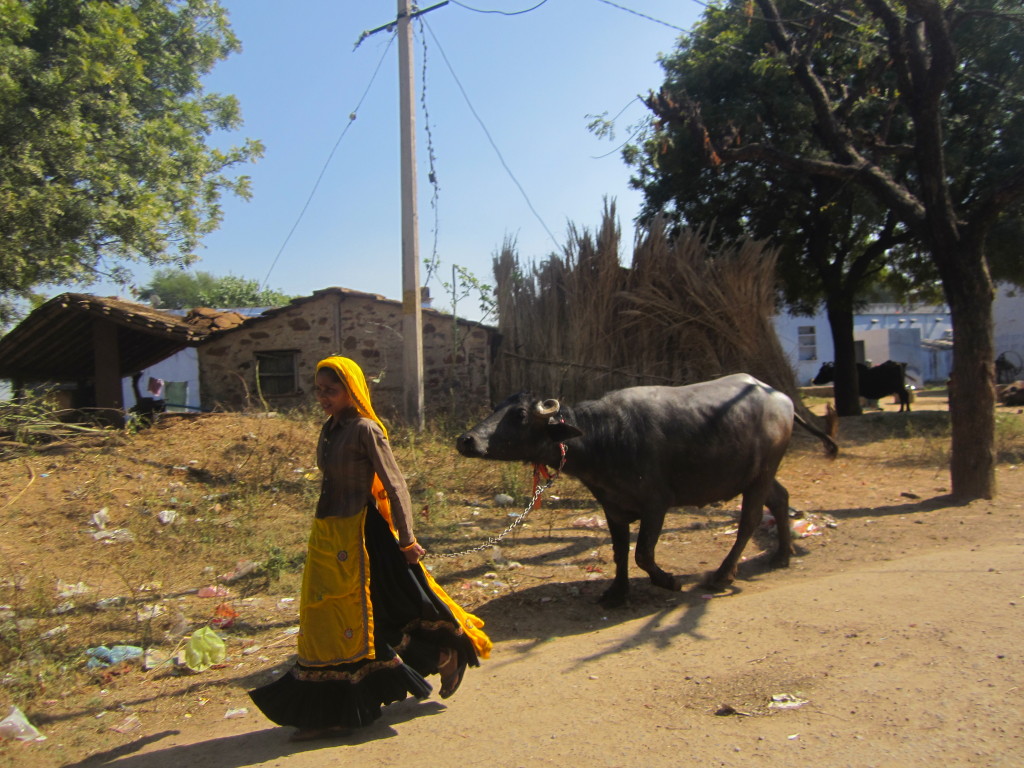 A woman leads a cow through the streets