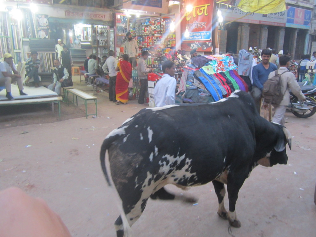 Cows are seen commonly on the Indian streets